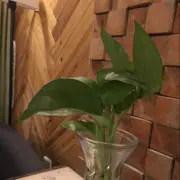 田天歌
