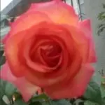 岗位强人