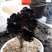儘量躱鐹