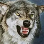 🐺狼哥🐺