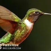 春天的白云