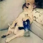 风云的草丛