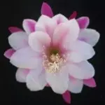 ABC东东