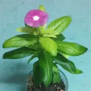 *天送*