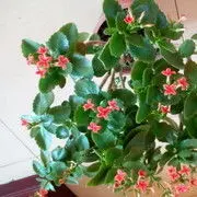 祝大吹早日康复