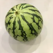 西瓜太郎99