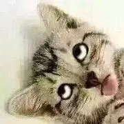 鹿小飞