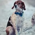 狗🐶狗忠诚的守候者