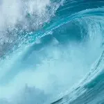 石榴园的小游客