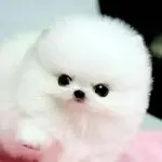 难道我真的爱上了你？