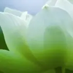也许很爱你9