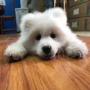 ✎阿罪。