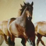 ❤゜飘逸绅士