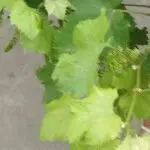 静.心听歌