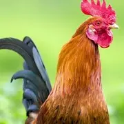 清风无垠