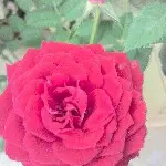 花茶朋