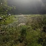 那伤待