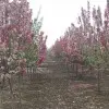 【宝儿LOVE】