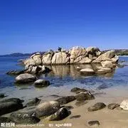 被风带走的落叶/松