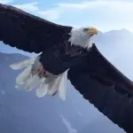 天~策