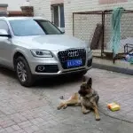 南方，野狼