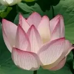 来生愿做一朵莲11