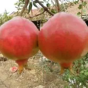 许少峰1