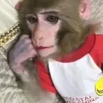 ღ᭄ꦿ甜心爽口水蜜桃