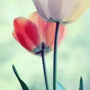 明天会更好lnt