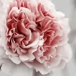 .宋晓飞，哥哥