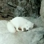 @啤啤熊@