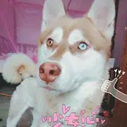 建梦石玉