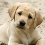 べ如果爱