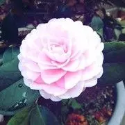 ◇﹏尐楊℡