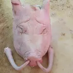 柯南-