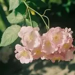 牡丹！牡丹！
