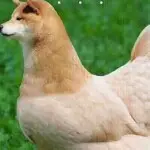 筱安晴