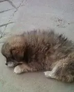 冰心虾石头