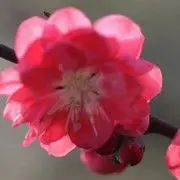 梅花落清尘