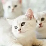 我爱你@么么哒