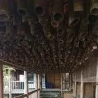 小虎的小虫