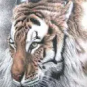 阿🐯虎