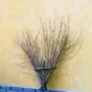 ~红鲤鱼与绿鲤鱼与驴