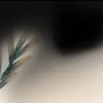 佛说﹏菰獨