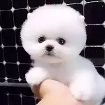 凌@霜
