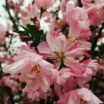 似水年华🌹