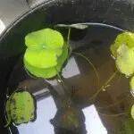 追求简单！！