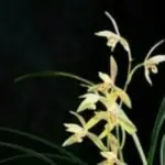 月色箫人LCY213