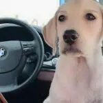 狐臭[你值得拥有]