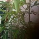竹海居士。
